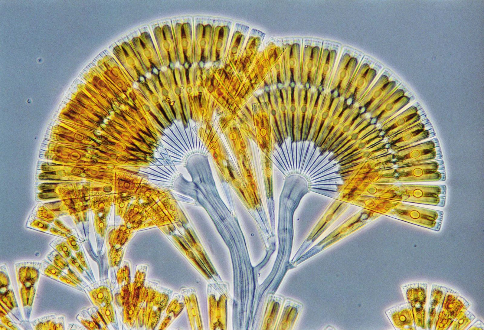 Представитель Класса Fragilariophyceae